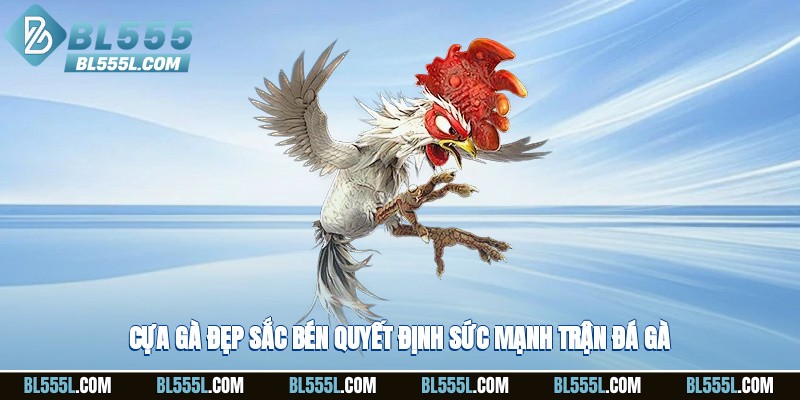 Cựa gà đẹp sắc bén quyết định sức mạnh trận đá gà