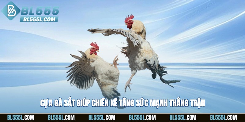 Cựa gà sắt giúp chiến kê tăng sức mạnh thắng trận