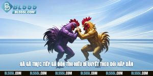 Đá Gà Trực Tiếp Gà Đòn